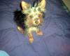Your Yorkie Pics and weight-hair-cut-adj-2.jpg