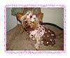 Koda's Pink Polka Dot Dress By Jodie-dsc02521.jpg