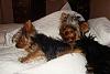 You gotta look at my sweet boys...-bernie-baxter-bed-reduced.jpg