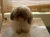 Poupe, the shih tzu, before and after grooming, Poupe with her westie cut-poup-e-037a.jpg