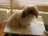 Poupe, the shih tzu, before and after grooming, Poupe with her westie cut-poup-e-042a.jpg