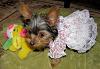 Pebbles modeling two dresses while she is half asleep! aww LoL!-onni_dress2.jpg