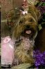 Gizmo, Lacie, Teddy and Duchess-lacie-rs.jpg