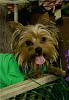 Gizmo, Lacie, Teddy and Duchess-teddy-rs.jpg
