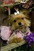 Gizmo, Lacie, Teddy and Duchess-duchess-rs.jpg
