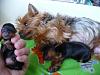Photo Update On Lily's Pup: Daisy-p1030233.jpg