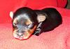 Photo Update On Lily's Pup: Daisy-p1030250.jpg