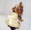 We Are BEE-autiful in Prissy Paw Fashions!-bee-lacy.jpg