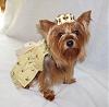 We Are BEE-autiful in Prissy Paw Fashions!-bee-lacy2.jpg