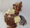 We Are BEE-autiful in Prissy Paw Fashions!-bee-1-.jpg