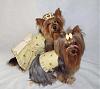 We Are BEE-autiful in Prissy Paw Fashions!-bee-2-.jpg