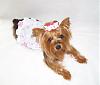We Are BEE-autiful in Prissy Paw Fashions!-eyelet-1-.jpg