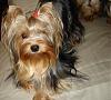 Yorkies Just Want To Have Fun & Sleep!-001.jpg