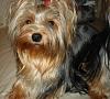 Yorkies Just Want To Have Fun & Sleep!-003.jpg