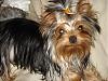 Yorkies Just Want To Have Fun & Sleep!-004.jpg