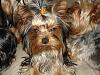 Yorkies Just Want To Have Fun & Sleep!-002.jpg