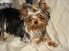 Yorkies Just Want To Have Fun & Sleep!-005.jpg