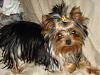 Yorkies Just Want To Have Fun & Sleep!-006.jpg