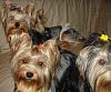 Yorkies Just Want To Have Fun & Sleep!-007.jpg