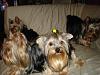 Yorkies Just Want To Have Fun & Sleep!-008.jpg