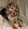 Yorkies Just Want To Have Fun & Sleep!-009.jpg