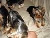 Yorkies Just Want To Have Fun & Sleep!-010.jpg