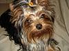 Yorkies Just Want To Have Fun & Sleep!-011.jpg