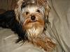 Yorkies Just Want To Have Fun & Sleep!-012.jpg