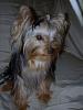 Yorkies Just Want To Have Fun & Sleep!-013.jpg