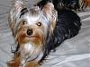 Yorkies Just Want To Have Fun & Sleep!-014.jpg