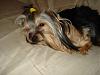 Yorkies Just Want To Have Fun & Sleep!-016.jpg