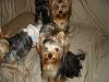 Yorkies Just Want To Have Fun & Sleep!-017.jpg