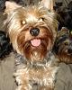 Yorkies Just Want To Have Fun & Sleep!-020.jpg