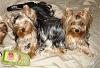 Yorkies Just Want To Have Fun & Sleep!-026.jpg