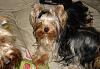 Yorkies Just Want To Have Fun & Sleep!-027.jpg