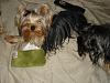 Yorkies Just Want To Have Fun & Sleep!-029.jpg