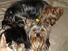 Yorkies Just Want To Have Fun & Sleep!-030.jpg