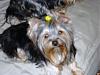 Yorkies Just Want To Have Fun & Sleep!-031.jpg