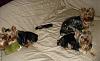 Yorkies Just Want To Have Fun & Sleep!-033.jpg