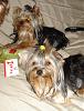 Yorkies Just Want To Have Fun & Sleep!-035.jpg