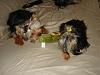 Yorkies Just Want To Have Fun & Sleep!-037.jpg