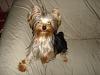 Yorkies Just Want To Have Fun & Sleep!-043.jpg