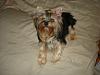 Yorkies Just Want To Have Fun & Sleep!-042.jpg