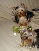 Yorkies Just Want To Have Fun & Sleep!-040.jpg