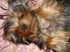 Yorkies Just Want To Have Fun & Sleep!-044.jpg