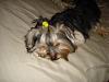Yorkies Just Want To Have Fun & Sleep!-046.jpg