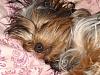 Yorkies Just Want To Have Fun & Sleep!-047.jpg