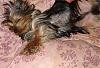 Yorkies Just Want To Have Fun & Sleep!-048.jpg