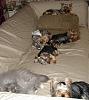 Yorkies Just Want To Have Fun & Sleep!-051.jpg