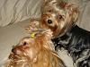 Yorkies Just Want To Have Fun & Sleep!-052.jpg